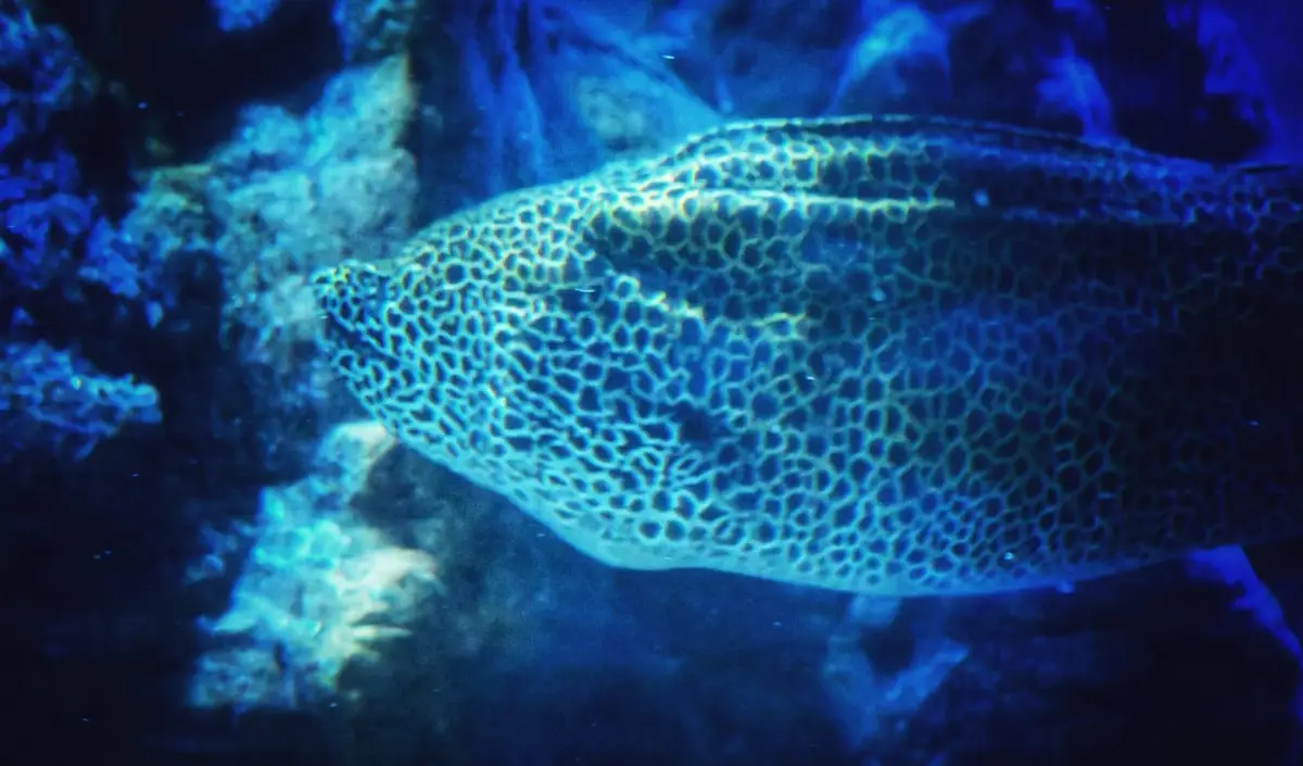 A close-up underwater photo shows a large, spotted fish, likely a moray eel, swimming near coral in blue-tinted water. The…