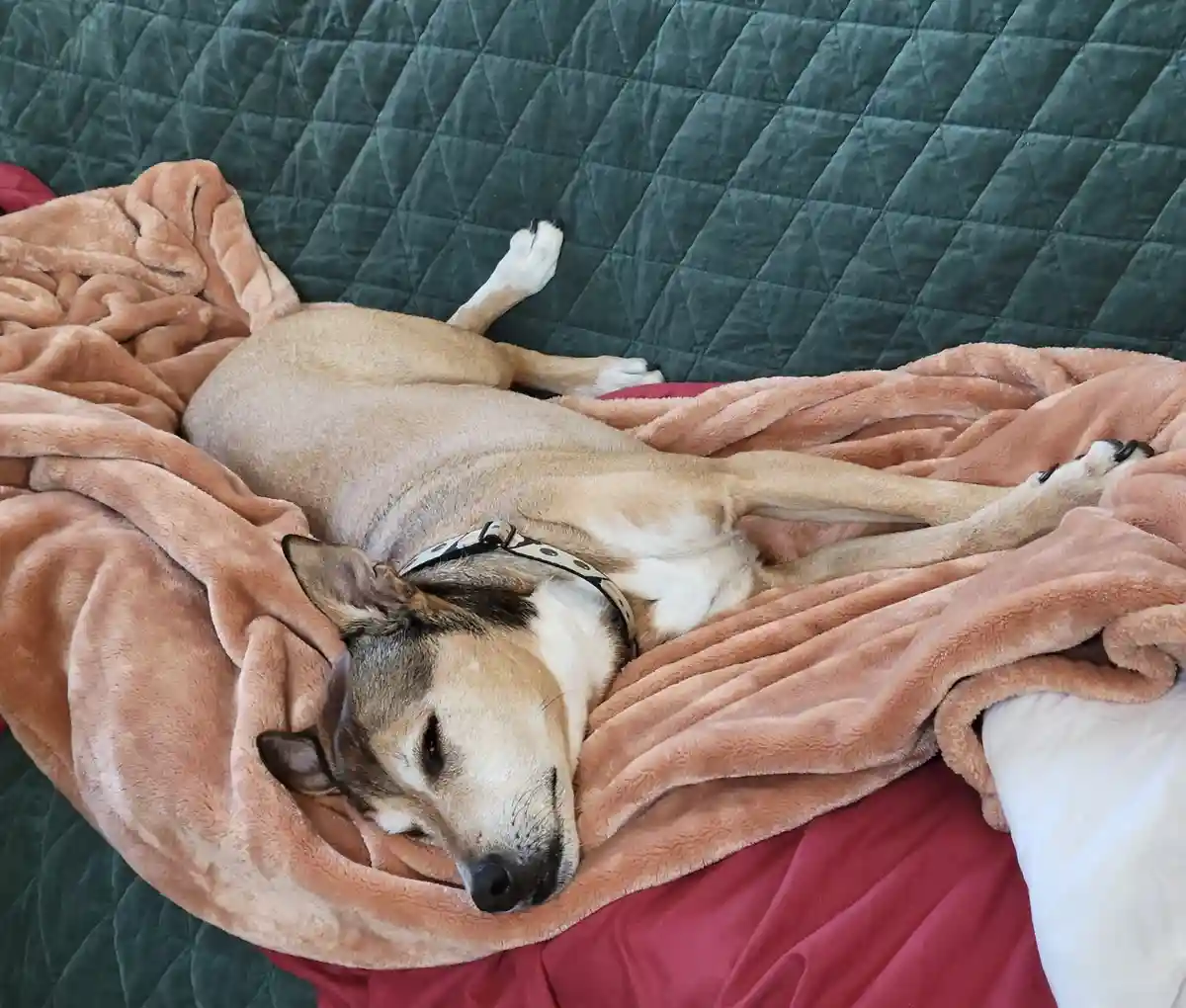 A tan and white dog with a patterned collar is lying on its back on a bed, surrounded by a peach-colored blanket, with its…