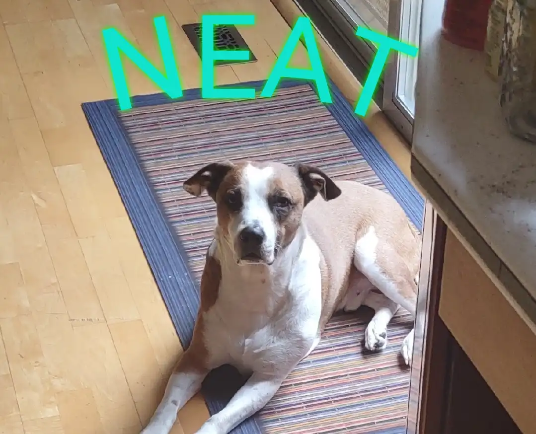 A brown and white dog with floppy ears is lying on a striped rug near a wooden floor and a window. Large, bright green text…