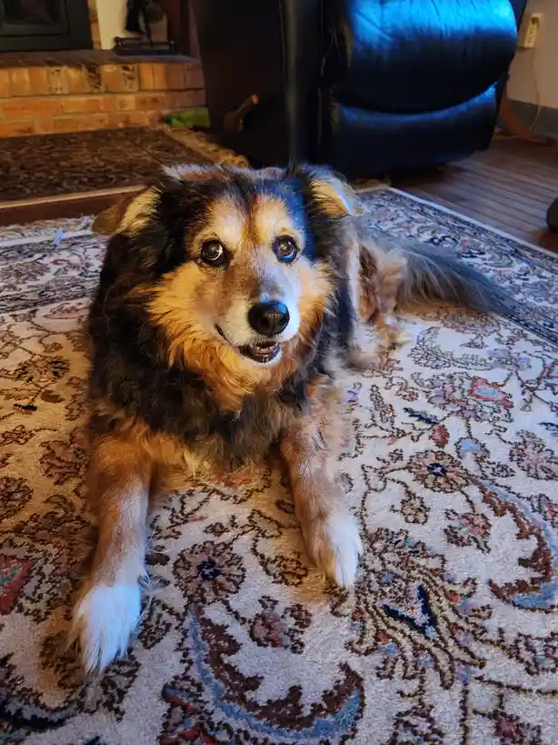 Peanut the Dog's Daily Chronicles: Day 1534