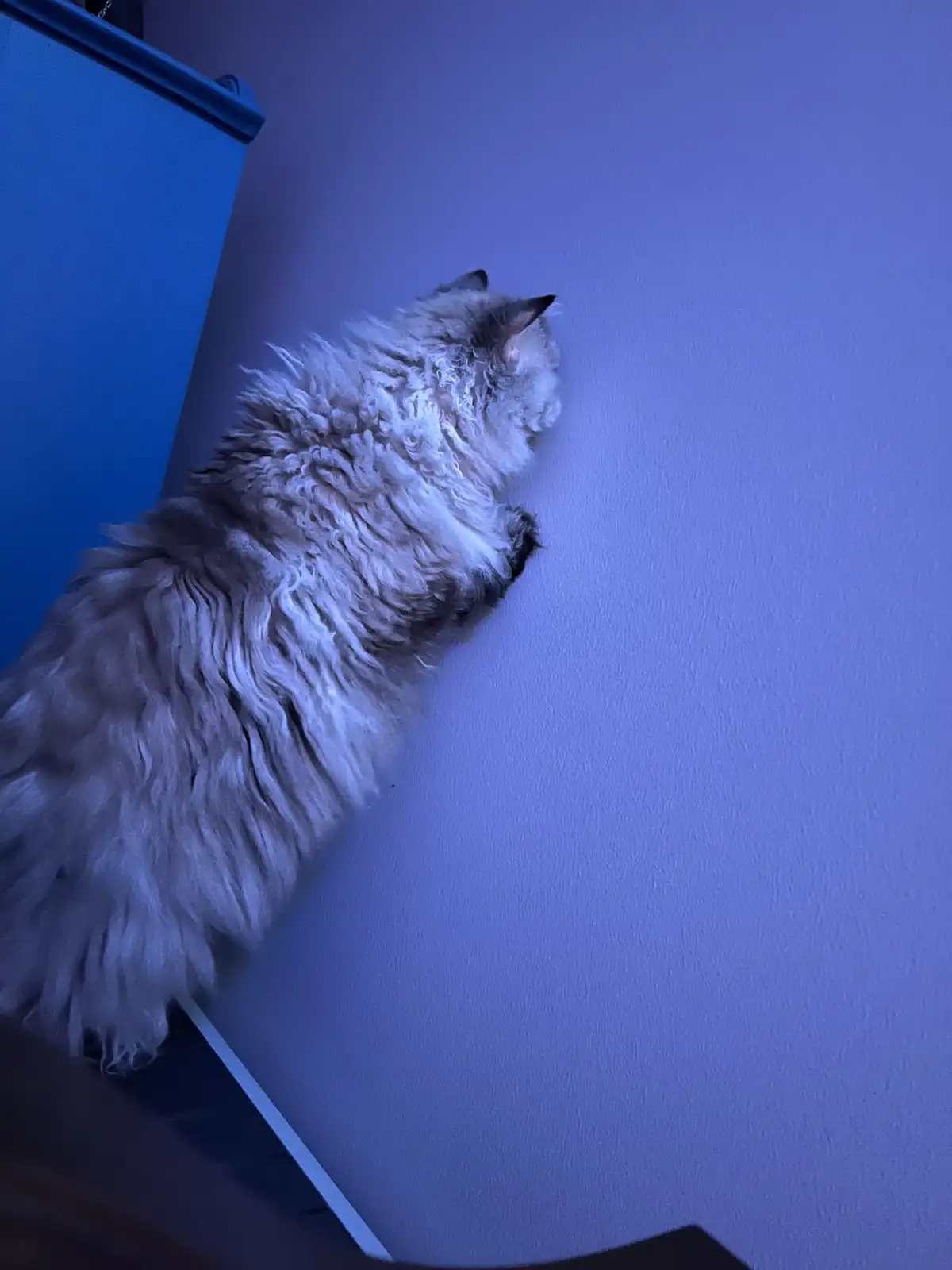 A fluffy, long-haired cat is pressed against a plain blue wall, appearing to be in a relaxed or sleepy state, with overlaid…