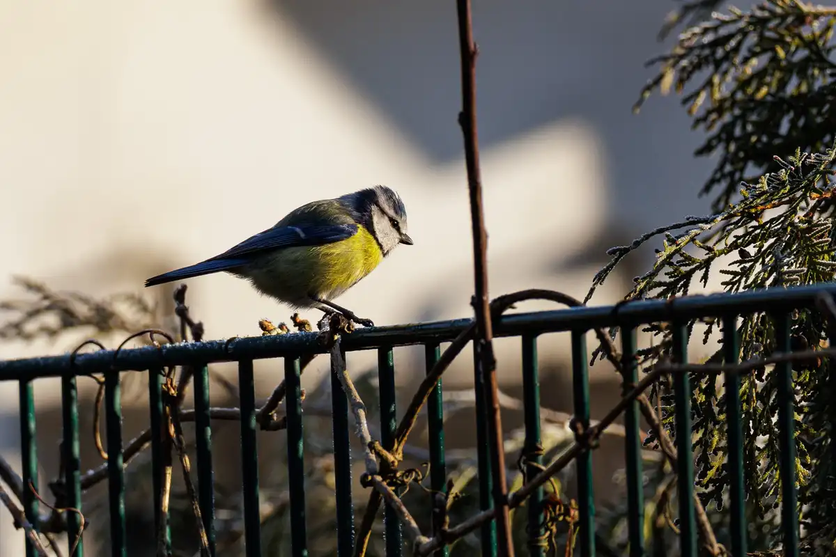 Nature Moment #72: A Curious Blue Encounter