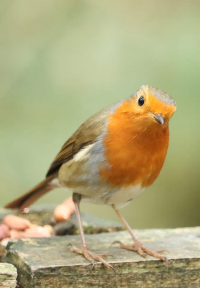 A close-up photograph of a European robin with a bright orange-red breast, grey head and back, and white underbelly, perched…