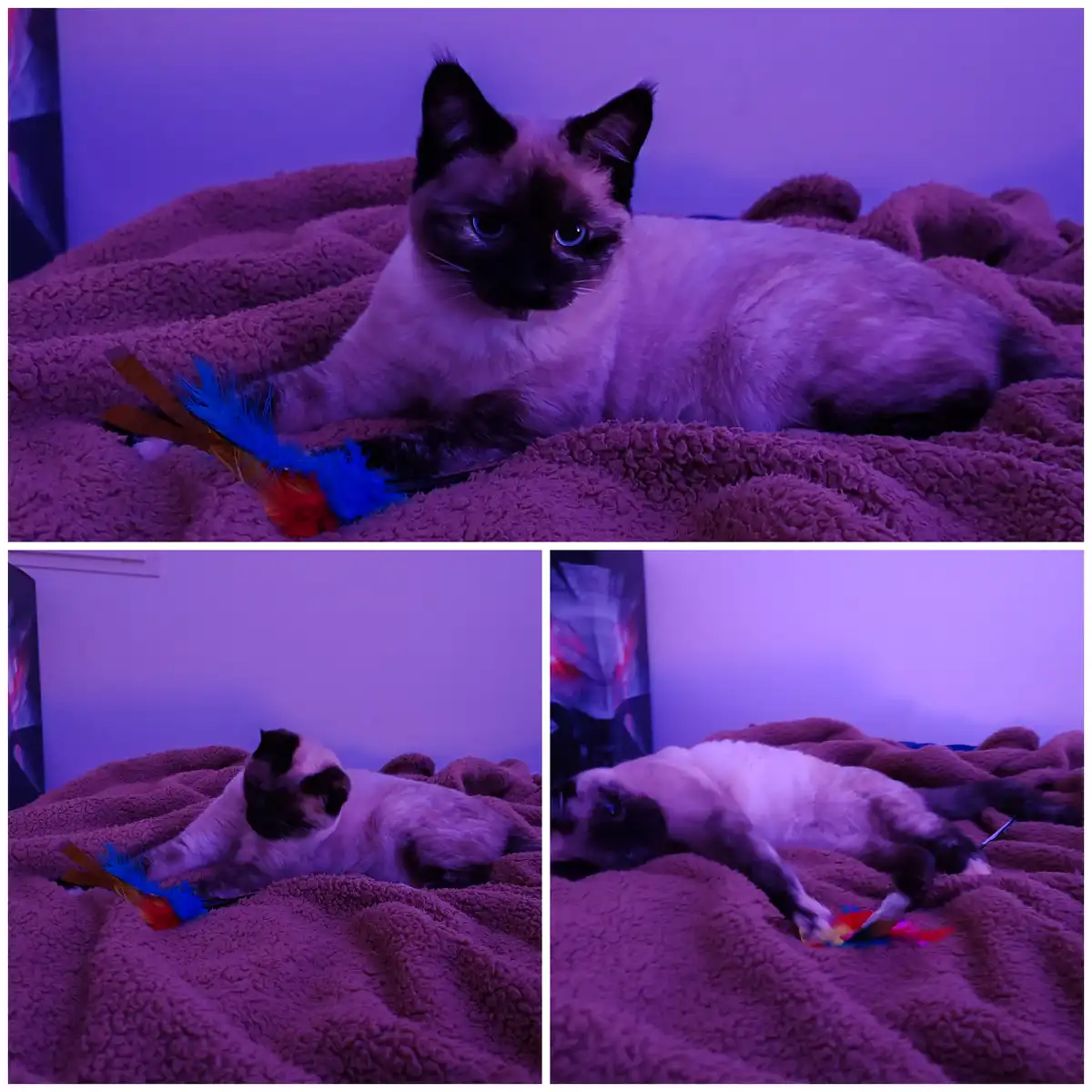 A Siamese cat is shown in three panels under purple lighting. In the top panel, it stares intently at a feather toy. In the…