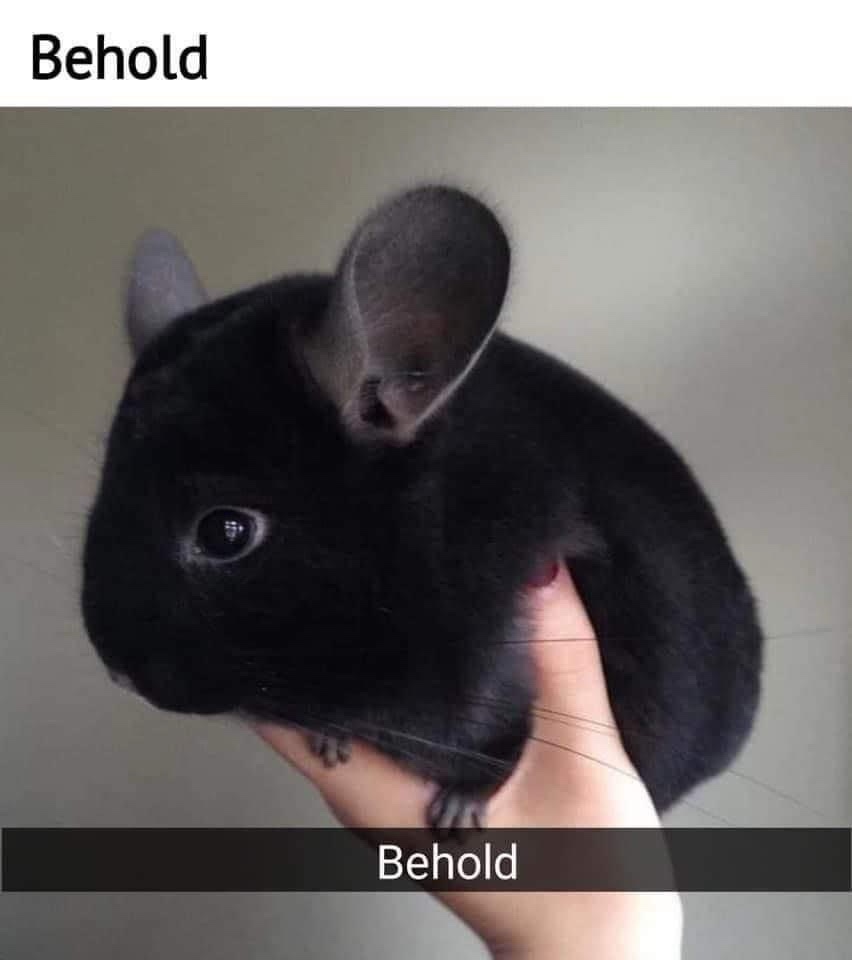 A close-up photo shows a small, fluffy black chinchilla being gently held in a person's hand, with its large ears and dark…