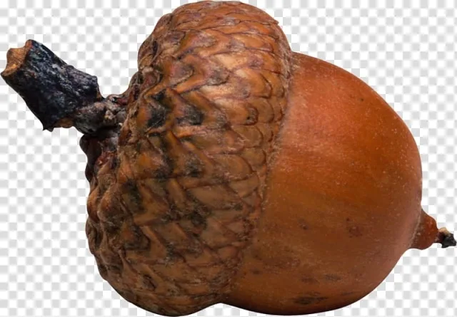 A close-up image of a single acorn with a textured, brown cap and smooth, rounded nut body, set against a transparent…