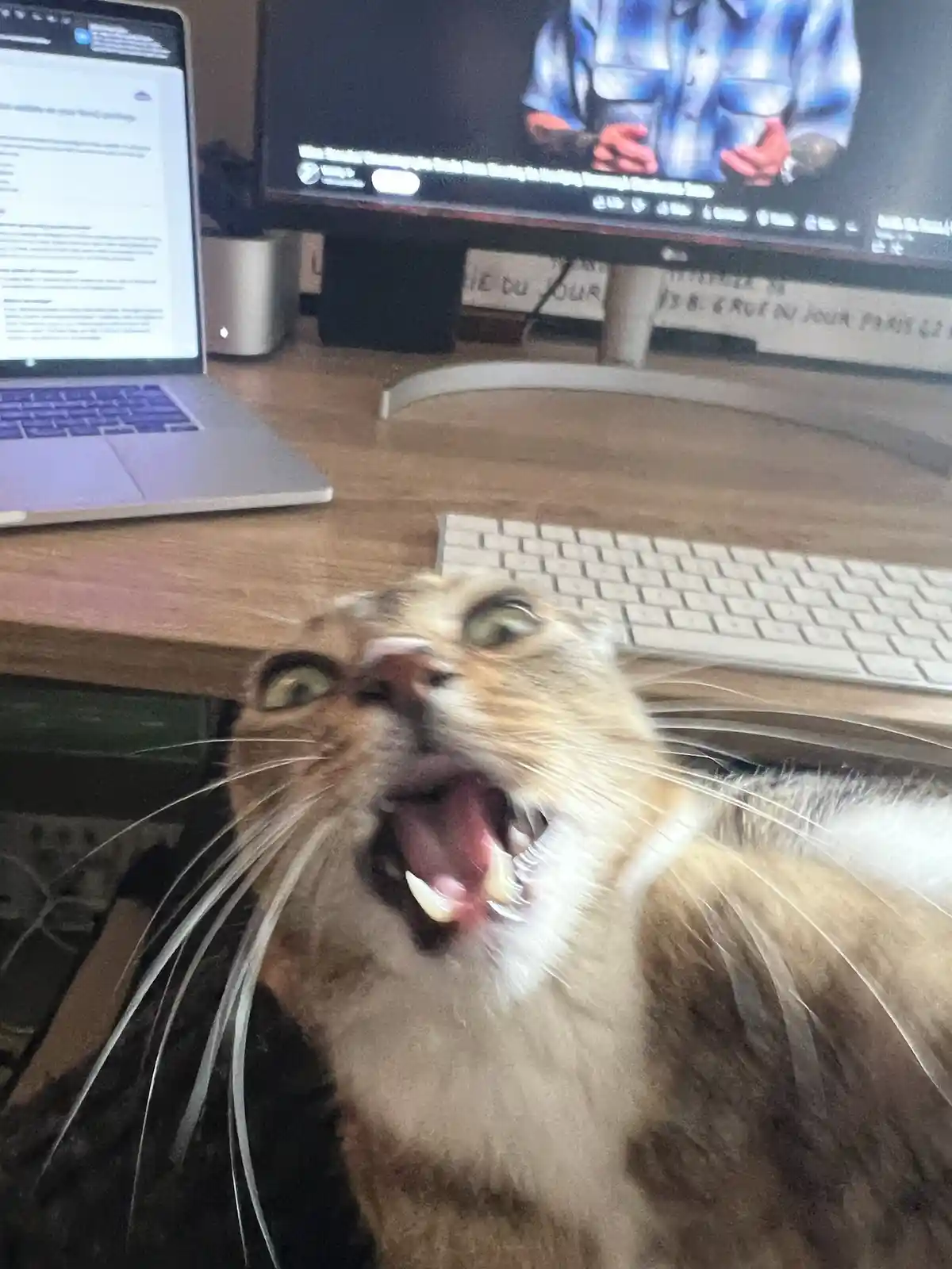 A close-up photo shows a light brown cat with wide eyes and mouth open in a yawn or meow, positioned on a desk in front of a…