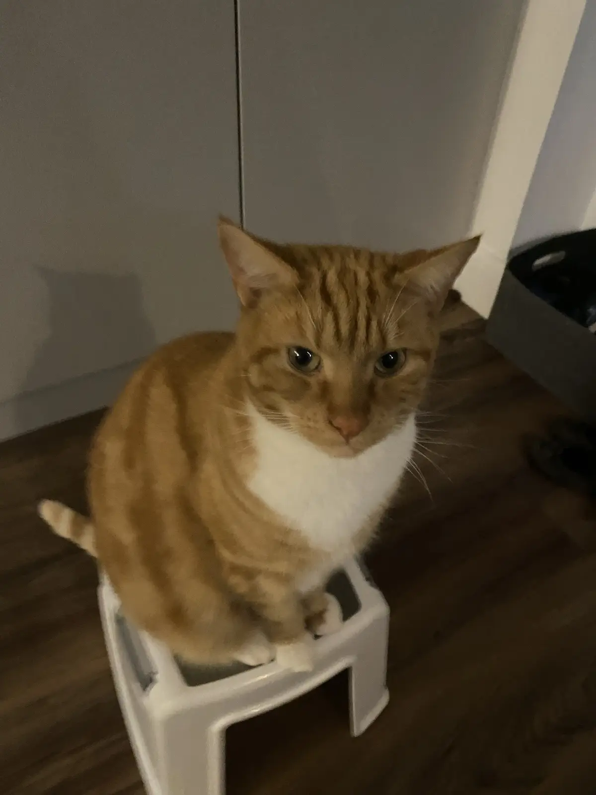 An orange tabby cat with a white chest sits upright on a small white plastic stool on a wooden floor, looking directly at…