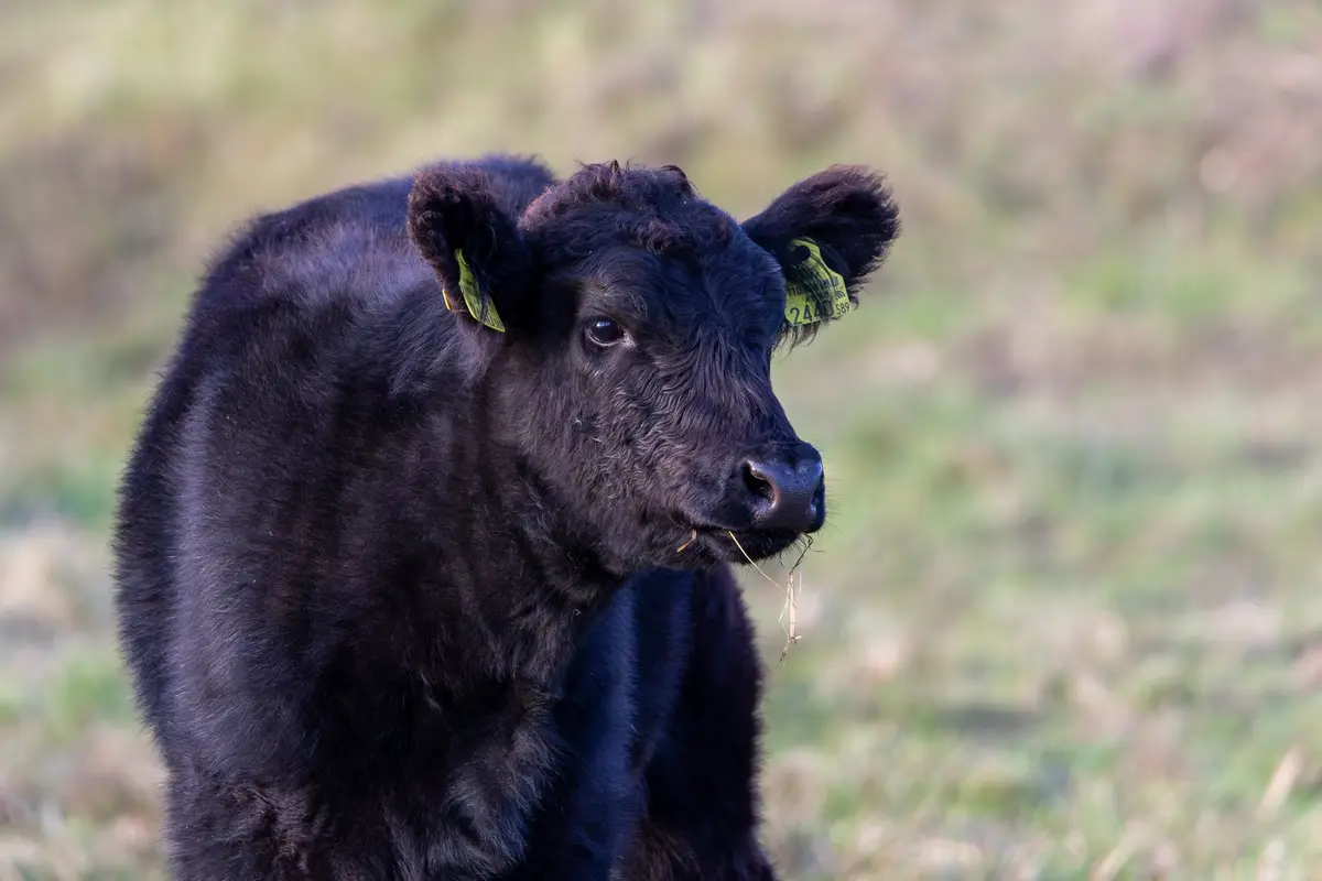 A close-up photo of a young black calf with curly fur, standing in a grassy field, has a yellow ear tag with the numbers…