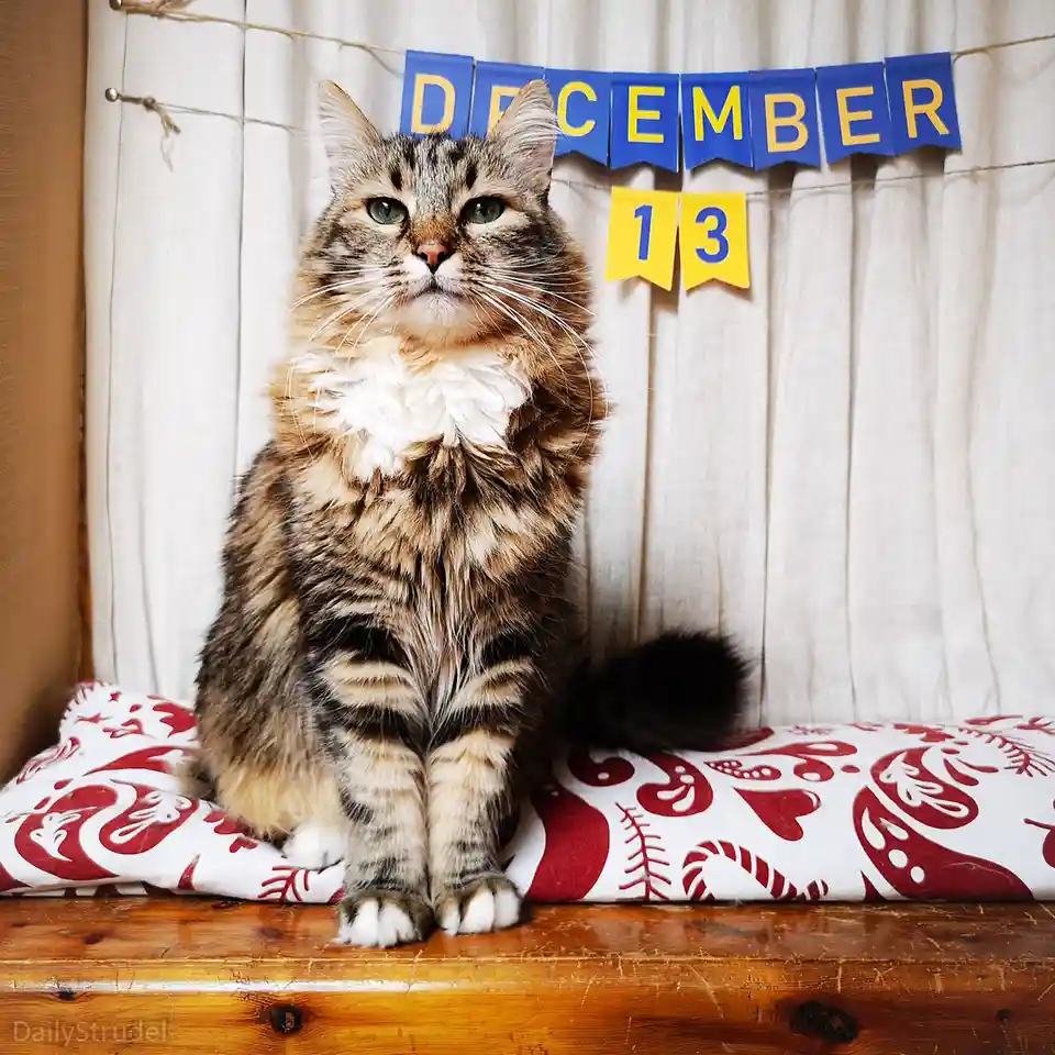 A fluffy tabby cat with green eyes sits upright on a red-and-white patterned cushion atop a wooden surface, looking directly…