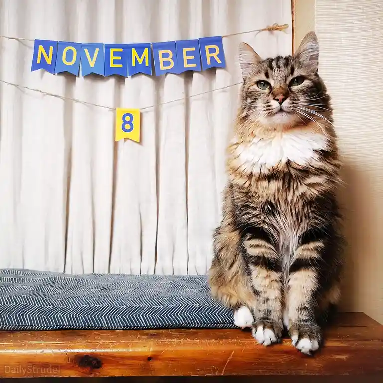Mark your calendars for November 8!