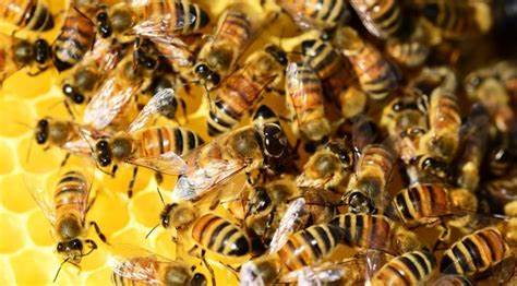 SCP-1256: Discovering the Intelligence of Bees