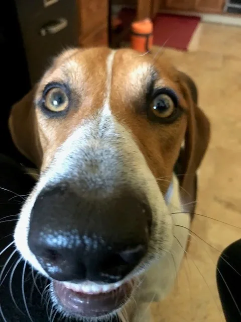 A close-up photo of a brown and white beagle-like dog looking directly at the camera with wide, startled eyes and its mouth…