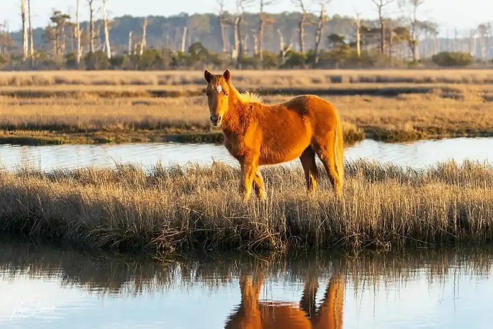 A chestnut horse stands in shallow water among tall, dry grasses, looking directly at the camera. Its reflection is clearly…