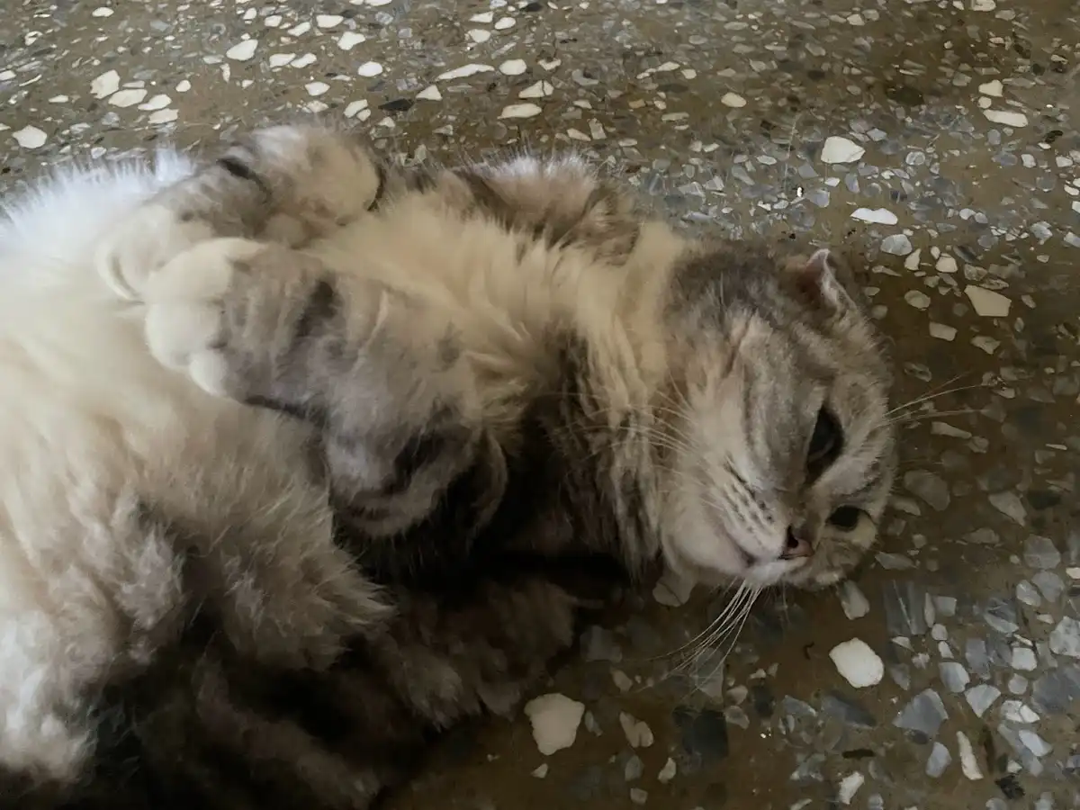 Another cat moment