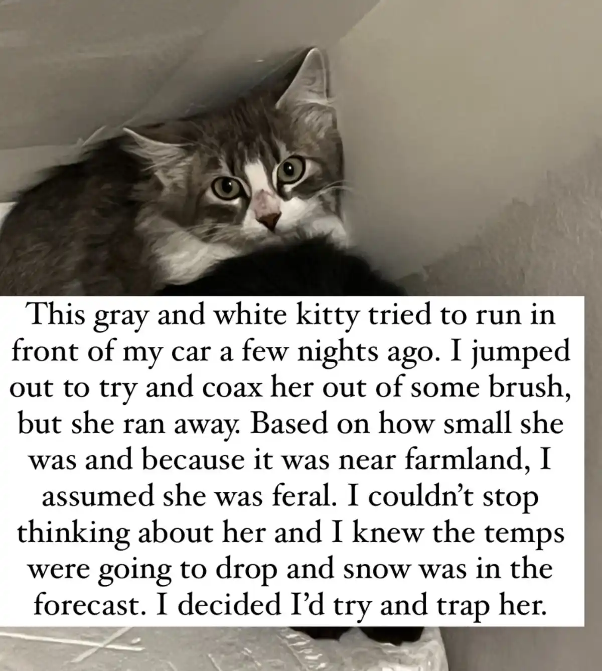A gray and white cat with wide, startled eyes looks directly at the camera from a corner. Overlaid text describes how the…
