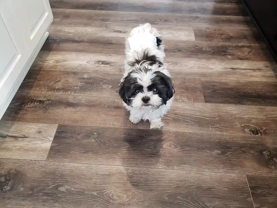 Confession Time: My Dislike for Small Dogs
