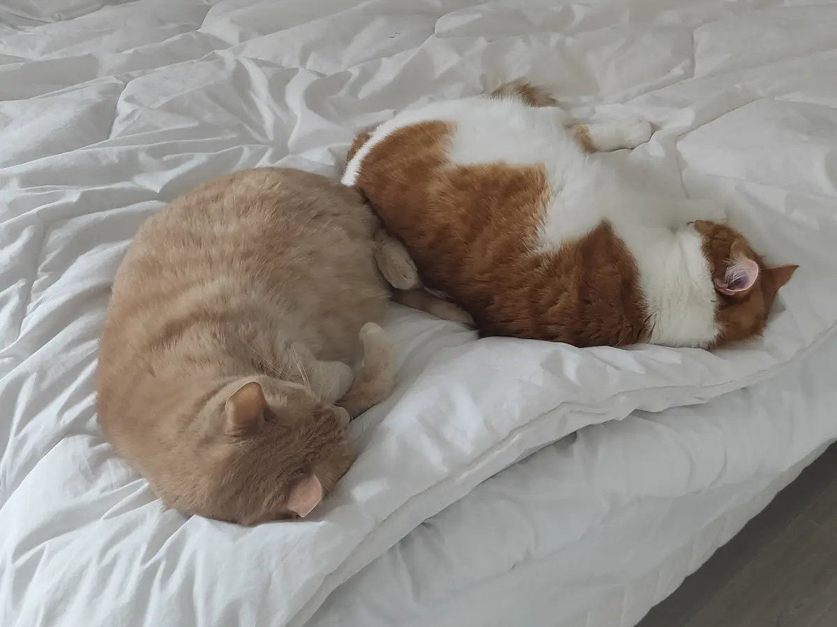 Two cats are sleeping on a white bedspread; one is a solid ginger cat curled up, the other is a ginger and white cat lying…