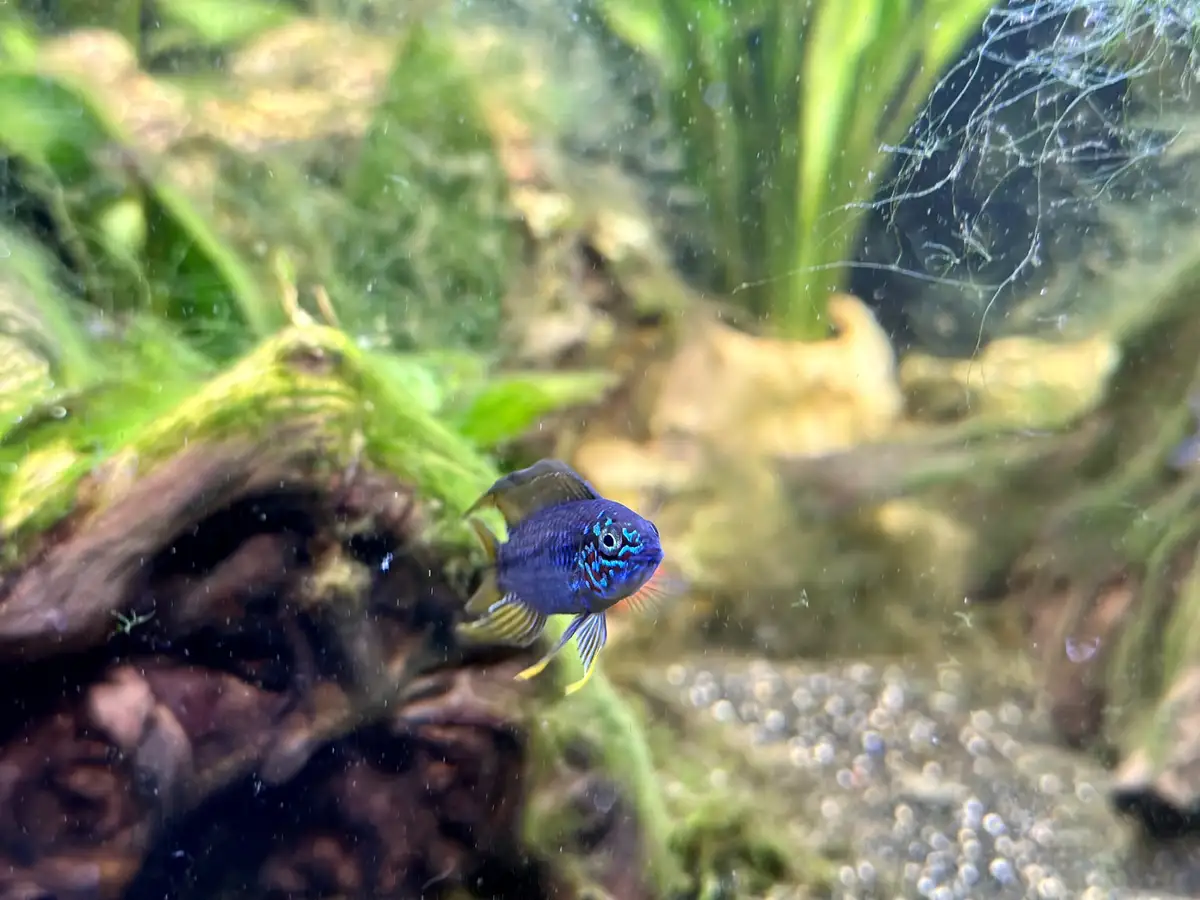 A small, vibrant blue fish with yellow fins swims in an aquarium filled with green plants and moss-covered driftwood. The…