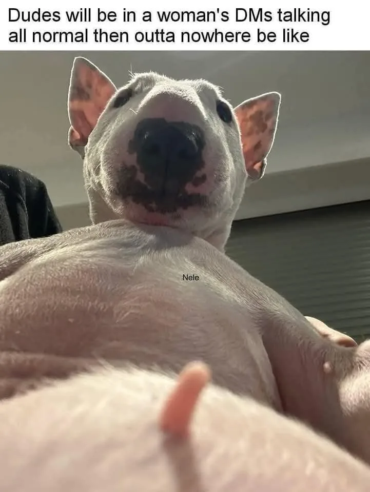 A close-up, low-angle photo of a white, hairless dog (likely a pit bull or similar breed) looking down at the camera. The…