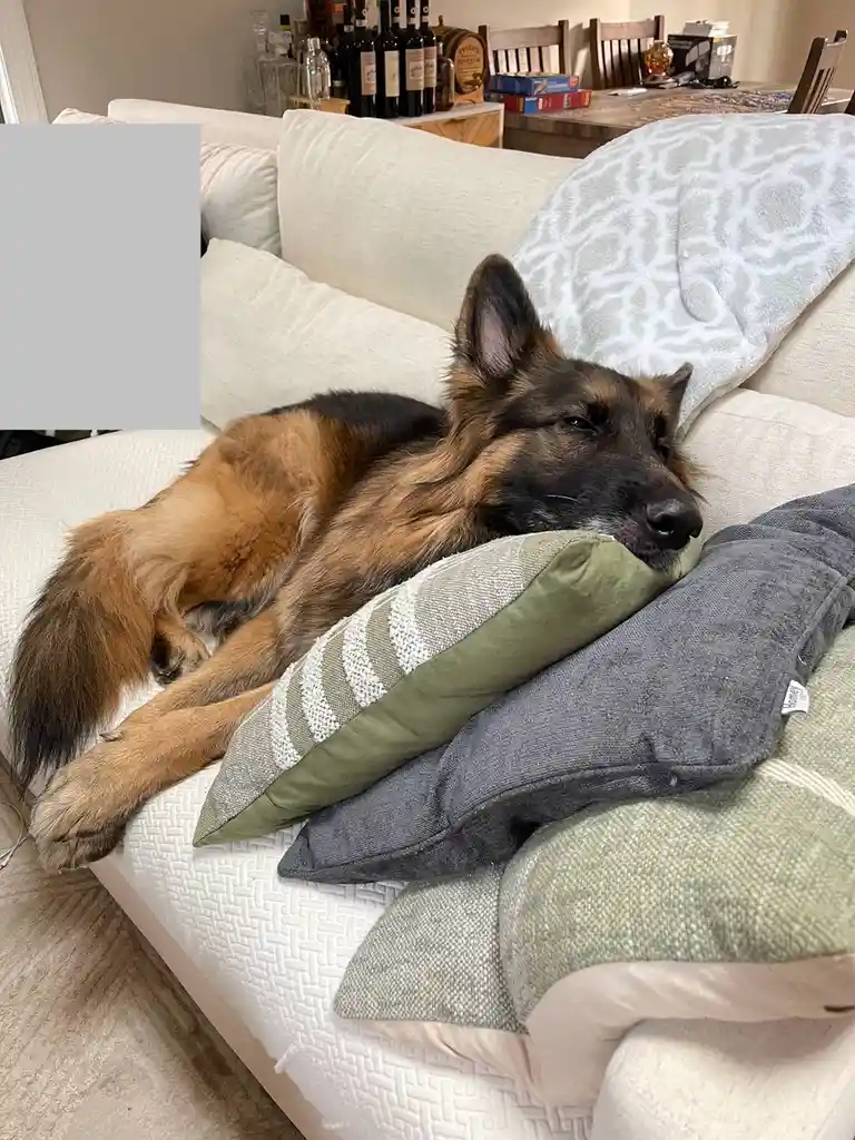 A German Shepherd dog is sleeping soundly on a white couch, nestled among several pillows including green and grey ones. The…