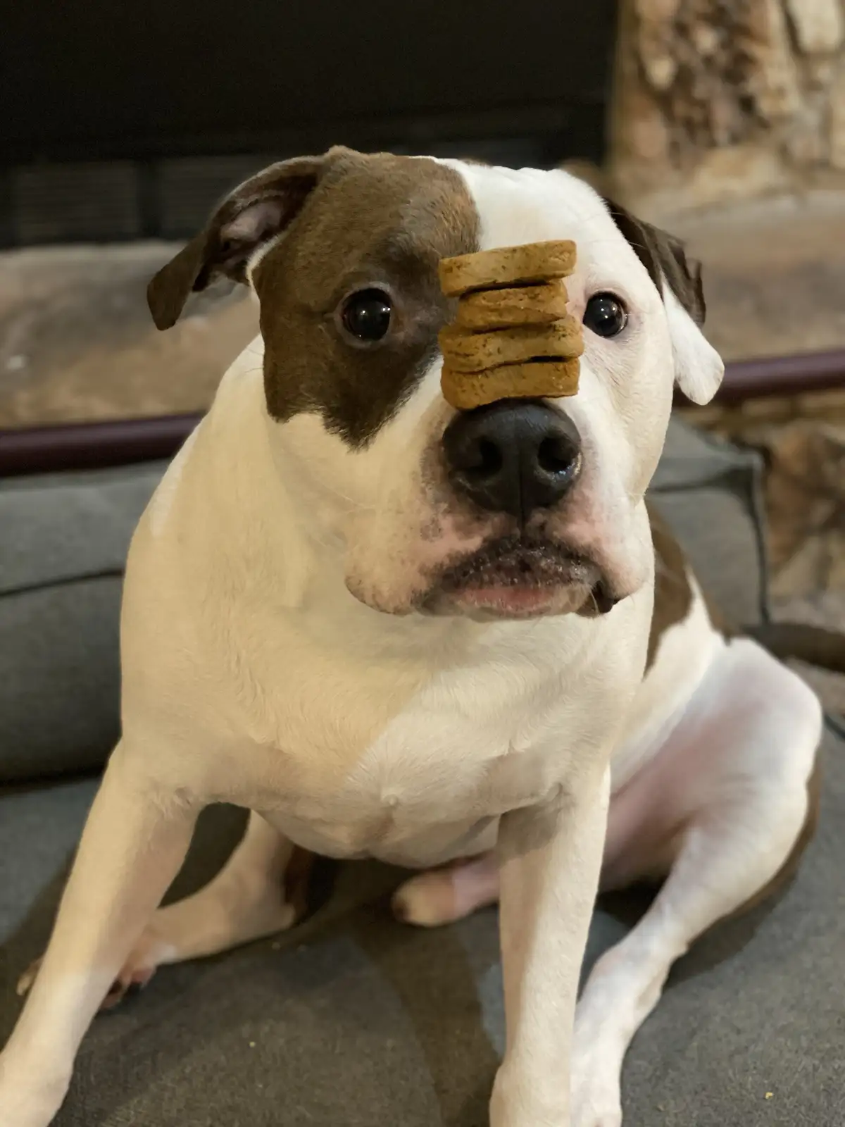 A brown and white dog sits calmly on a gray couch with a small stack of four dog treats balanced perfectly on its nose. The…