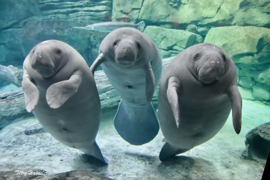 Three manatees are swimming underwater in an aquarium, facing the camera with their flippers out, looking directly at the…