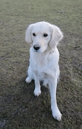 A white golden retriever puppy is shown in three sequential panels: first sitting calmly, then looking up as a ball flies…