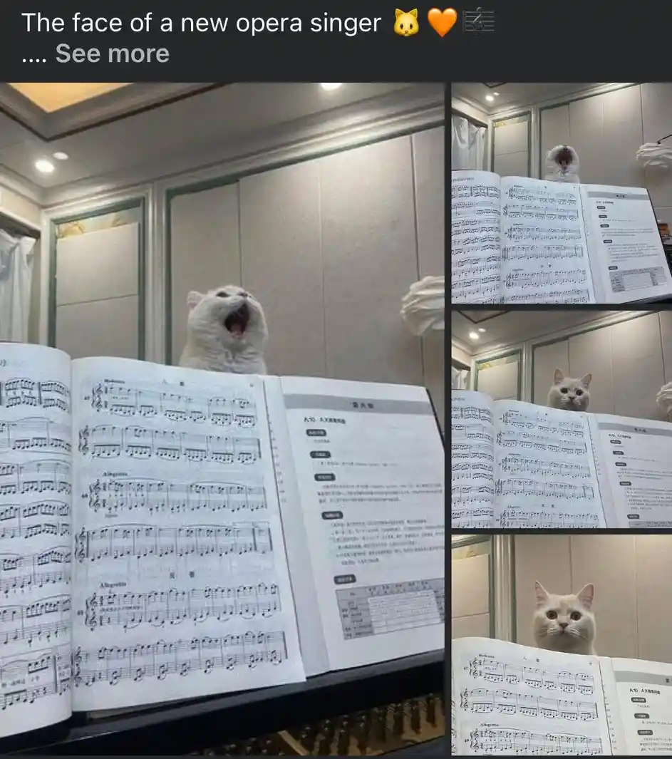 A white cat is shown in a series of photos behind an open sheet music book, first yawning dramatically as if singing opera…