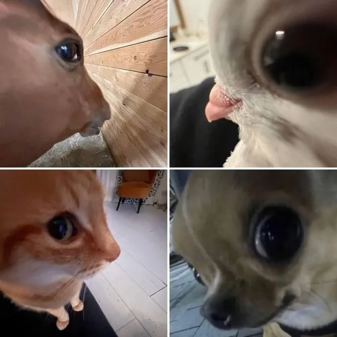 A four-panel collage shows a horse, a pigeon, a cat, and a dog, each captured in a close-up shot looking directly at the…