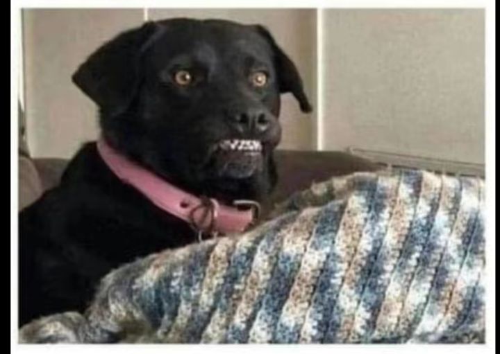 A black dog with wide, startled eyes and bared teeth sits on a couch, wearing a pink collar, looking intensely at the…