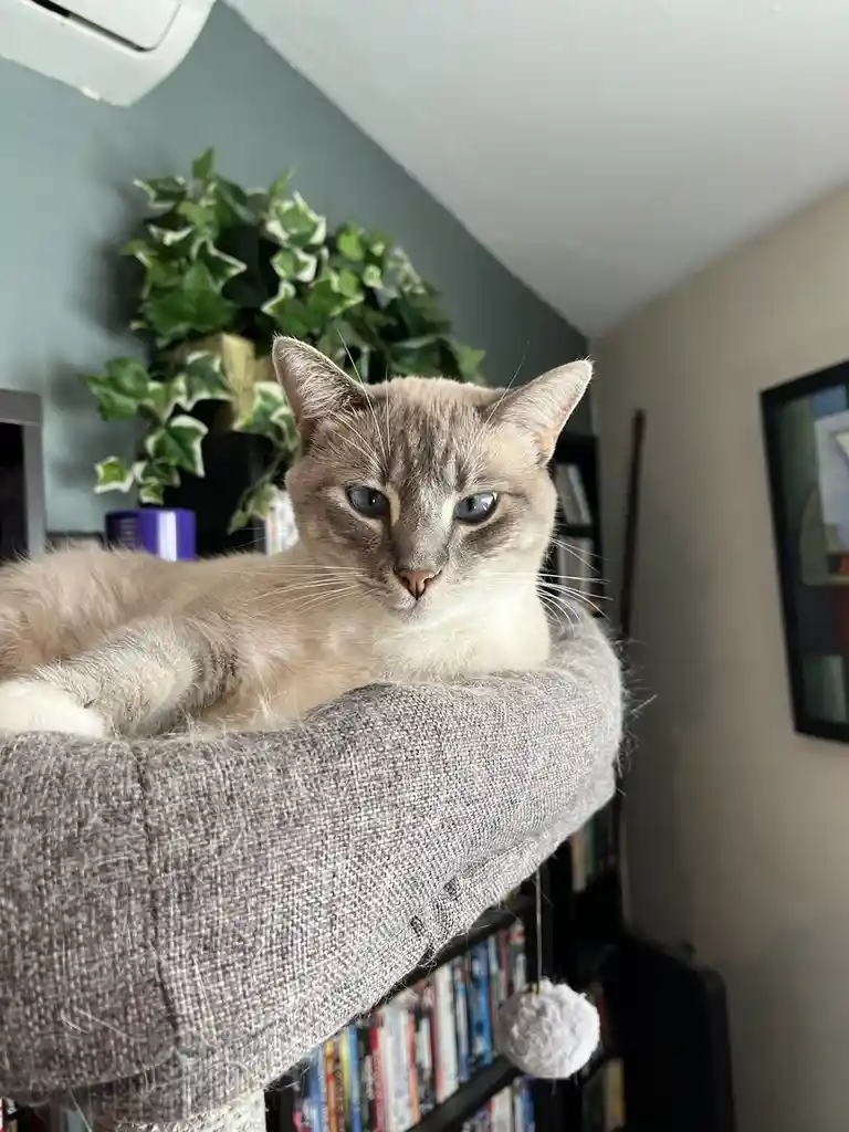 A light-colored cat with blue eyes lounges in a gray fabric cat bed, looking directly at the camera with a calm, unbothered…