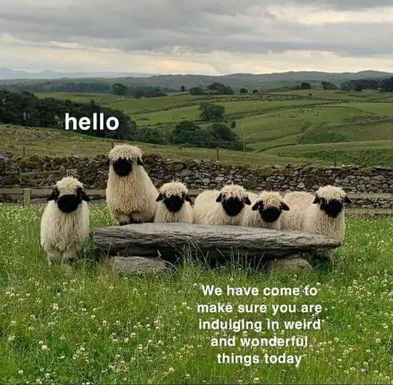 A group of fluffy sheep are gathered in a grassy field with rolling hills and stone walls in the background. One sheep…
