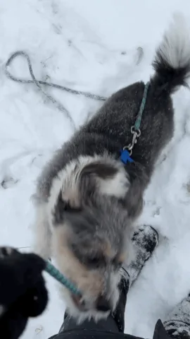 A small, fluffy dog with gray and white fur is shown in six sequential photos walking through snow, visibly pulling on a…