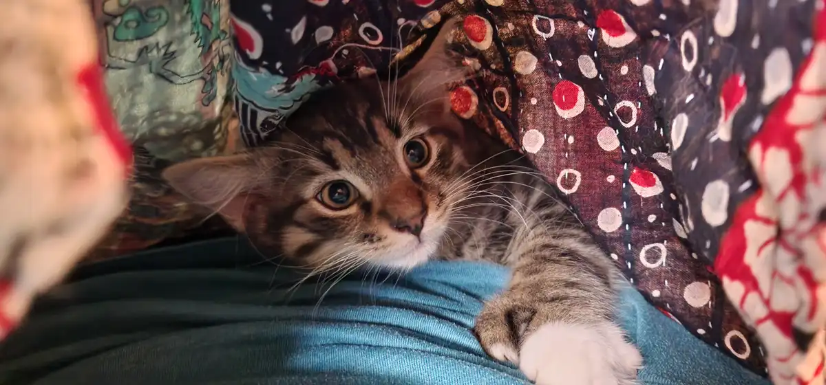 A tabby cat with wide, startled eyes peeks out from under a colorful patterned blanket, resting its paw on a person's blue…