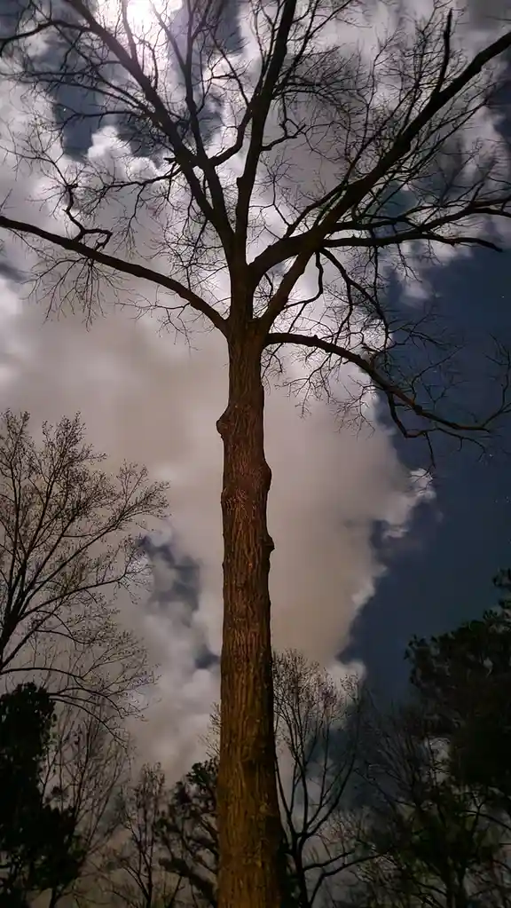 A low-angle photo shows a tall, bare tree against a cloudy sky, with other trees visible in the background. The overlaid…