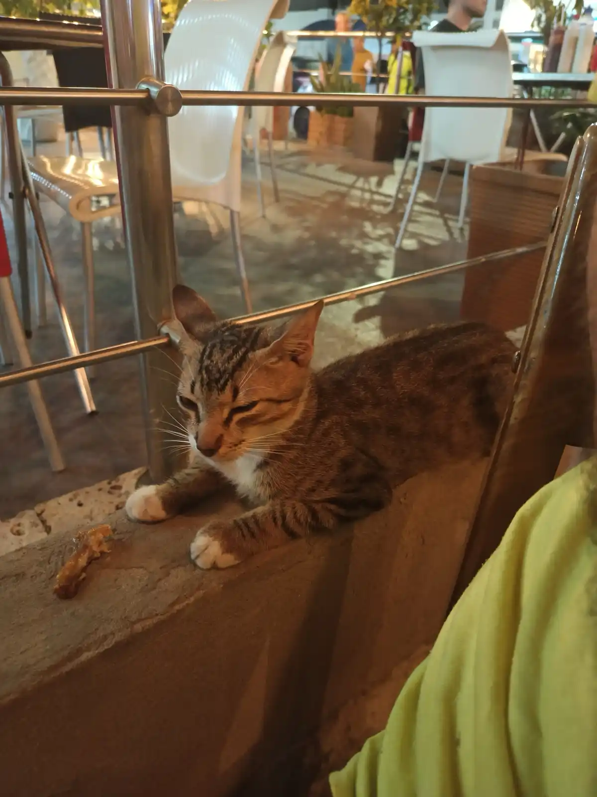 Just a cute kitty moment