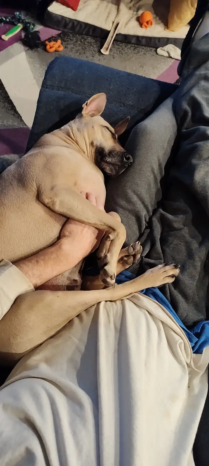A light brown dog is sleeping soundly while curled up and hugging a person's arm, with its paws wrapped around the person's…