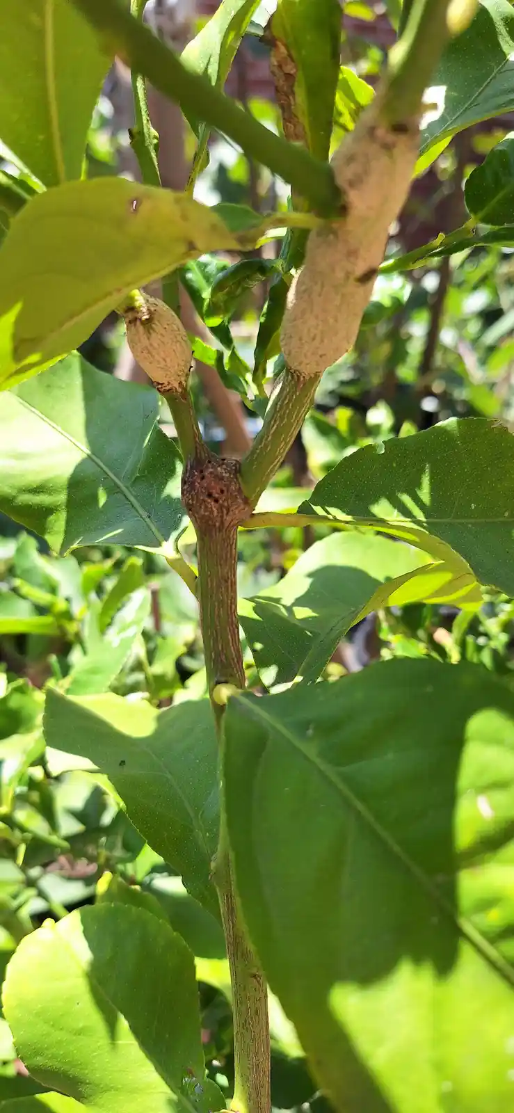 A close-up photo of a lemon tree branch with green leaves, showing two small, undeveloped lemon fruits that look like baby…