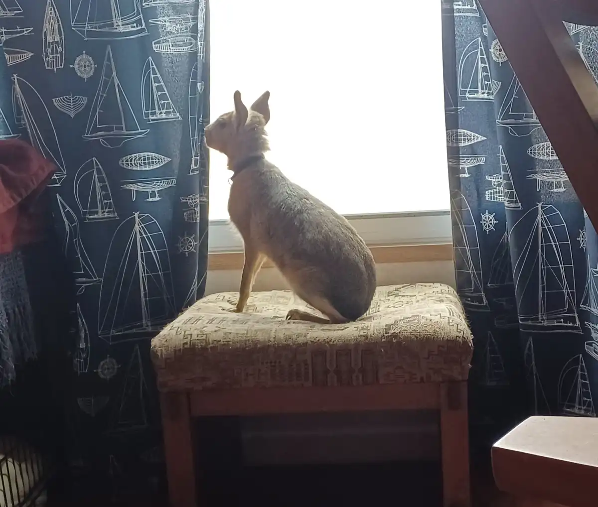A hairless dog with large ears sits upright on a patterned ottoman, gazing intently out a window framed by dark blue…