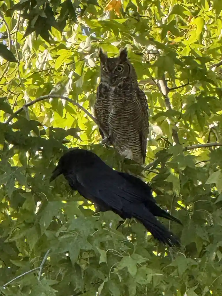A large owl with prominent ear tufts perches on a tree branch above a black crow, both birds surrounded by green leaves. The…