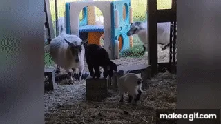 A sequence of six frames shows a mother goat standing protectively over her young kids in a barn, while a black goat kid…
