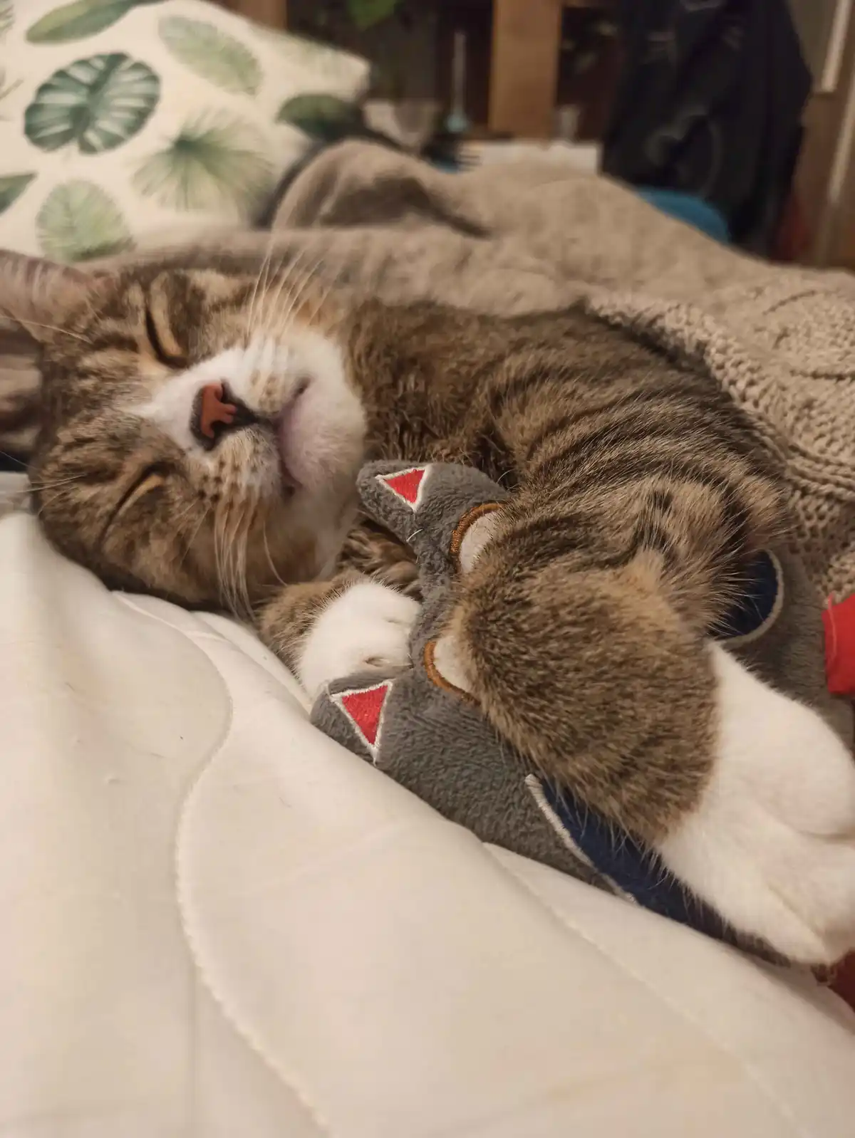 A brown tabby cat with white paws is curled up asleep on a bed, hugging a grey plush toy with red triangular ears. The cat's…