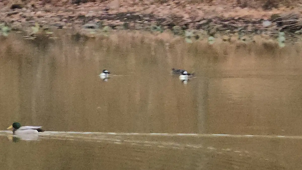 A blurry photo shows three ducks on murky water; one duck in the foreground has a green head and yellow bill, while two…