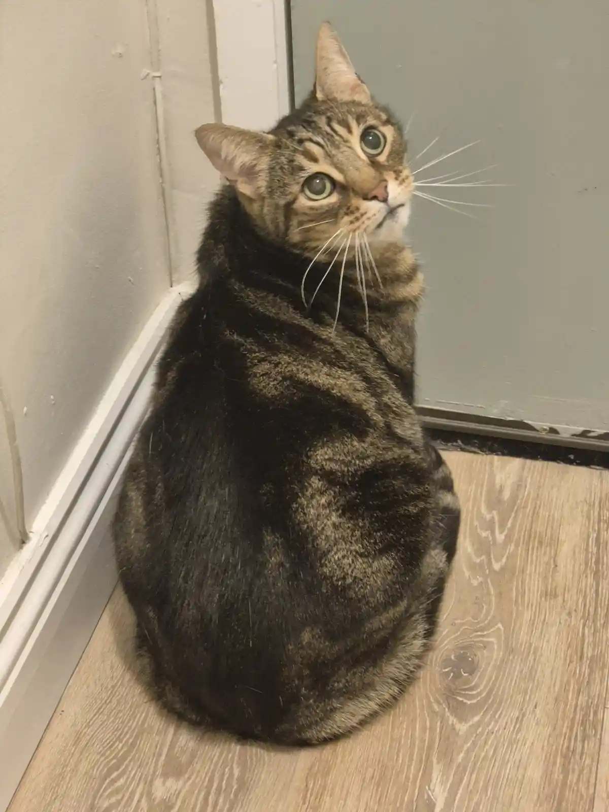 A tabby cat sits curled up on a light wood floor in a corner, looking upward with wide, green eyes and a slightly tilted…