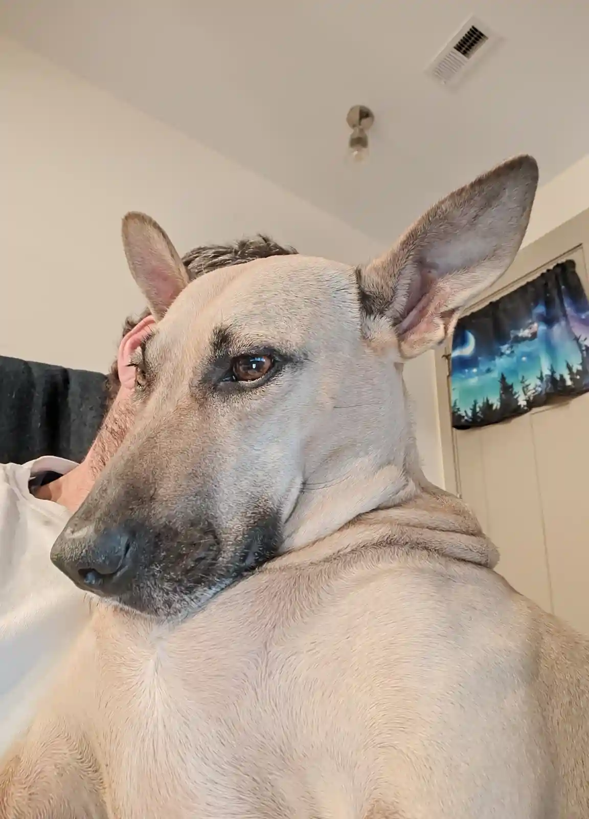 A close-up photo shows a light-colored dog with large ears resting its head on a person's shoulder, partially obscuring the…