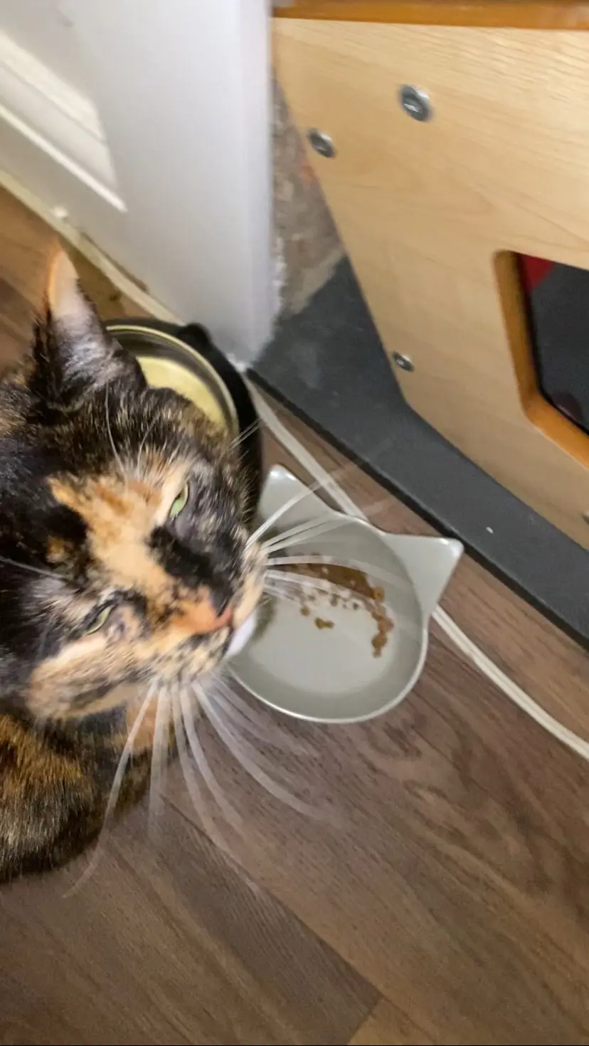 A tortoiseshell cat with green eyes looks unimpressed while sitting next to a nearly empty cat food bowl, with a second bowl…