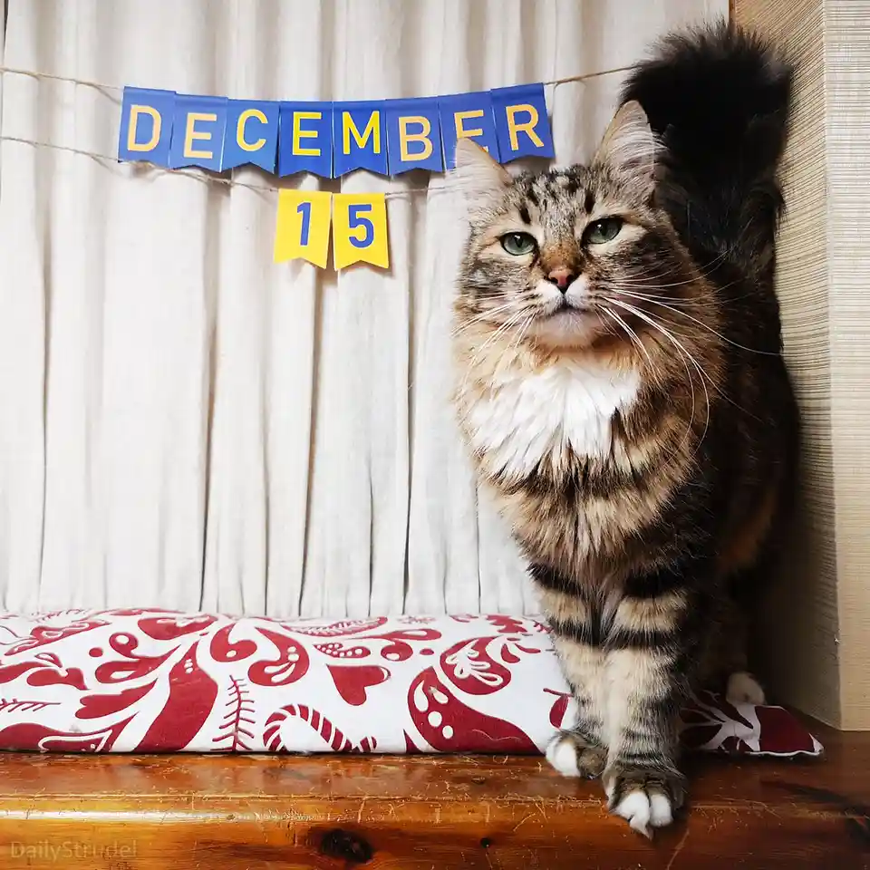 Mark Your Calendars: December 15 is Coming!
