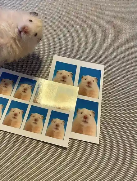 A fluffy white hamster looks at the camera while beside it are two sheets of printed photos showing the same hamster's face…