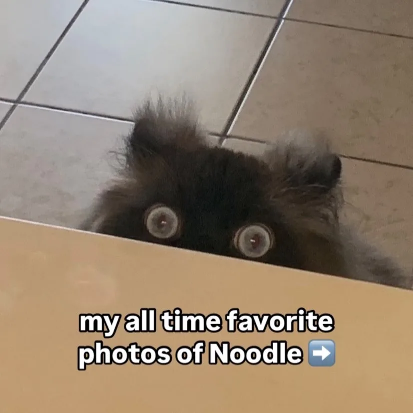 A small, fluffy dark-furred dog with wide, startled-looking eyes peeks over the edge of a light-colored surface, likely a…